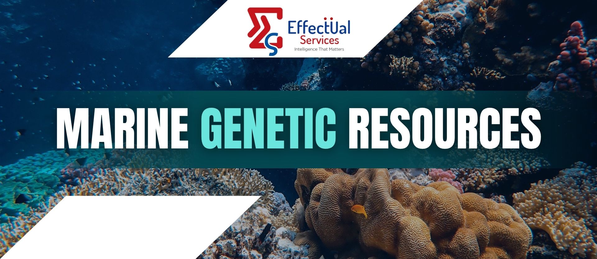 Marine Genetic Resources